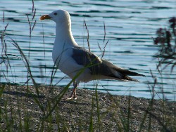 Wildlife