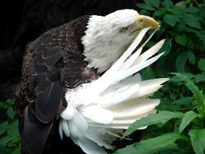 Wildlife