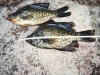 14" and 13"  Crappie