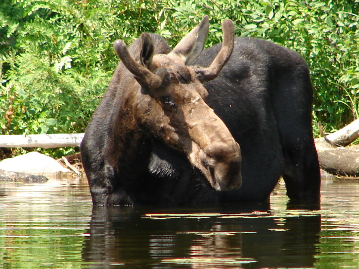 BWCA Entry Point Nina Moose, Canoe Trip, Canoe Outfitters